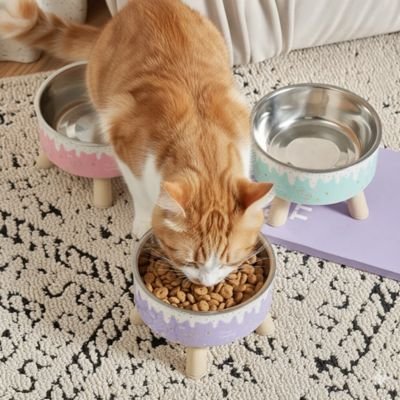 chat s'alimentant dans une gamelles chat violet