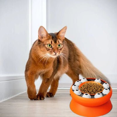 chat s'approchant du Gamelle chat