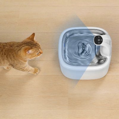 chat s'approchant de la fontaine pour chat