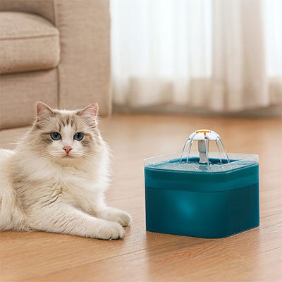 chat assis à côté de la fontaine à eau chat dans un salon