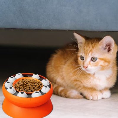 chat assis à côté du Gamelle chat