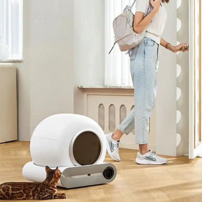 Le chat est assis devant le bac à litière  chat 