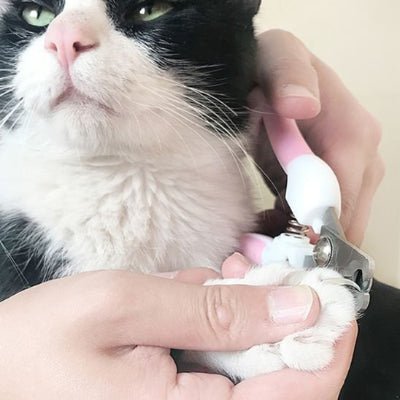 chat assis pendant la coupe ongle pour chat