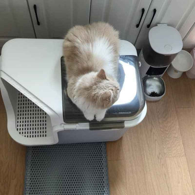 chat assis sur le bac a litiere chat
