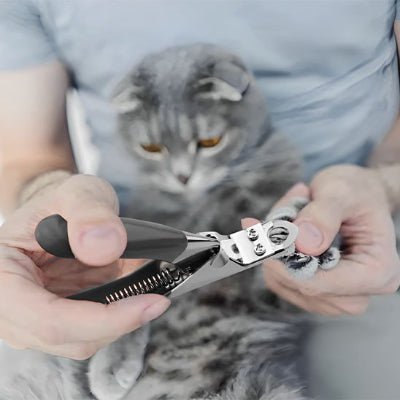 Chat assis sur les genoux pour la coupe ongle chat