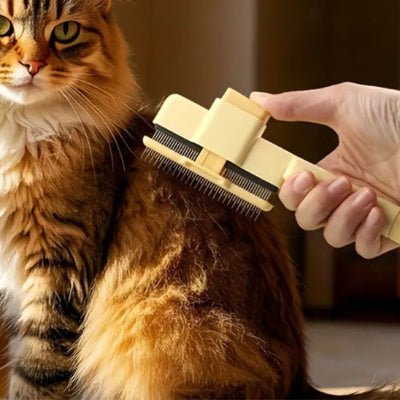 Chat attendant le brossage avec une brosse pour chat 