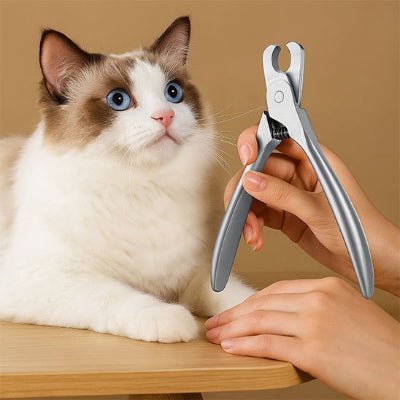 Chat aux yeux bleus calme lors de la coupe griffe pour chat