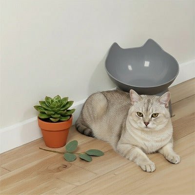 chat beige allongée a cote Gamelle Chat surélevée