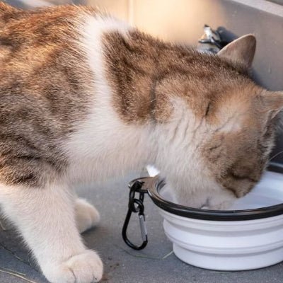 chat beige buvant de l'eau dans une Gamelle chat