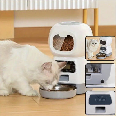 chat beige mange croquette dans bol  distributeur de croquettes pour chat