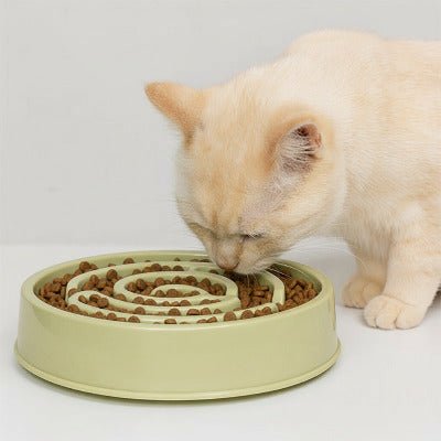 chat beige mangeant des croquettes dans une gamelle anti glouton