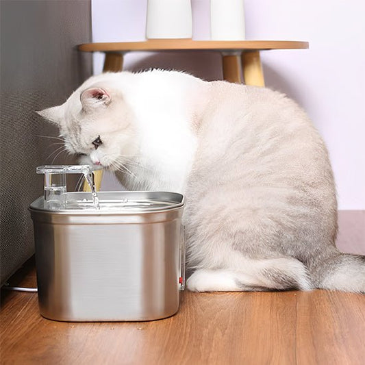 chat beige regarde eau coule fontaine a eau chat