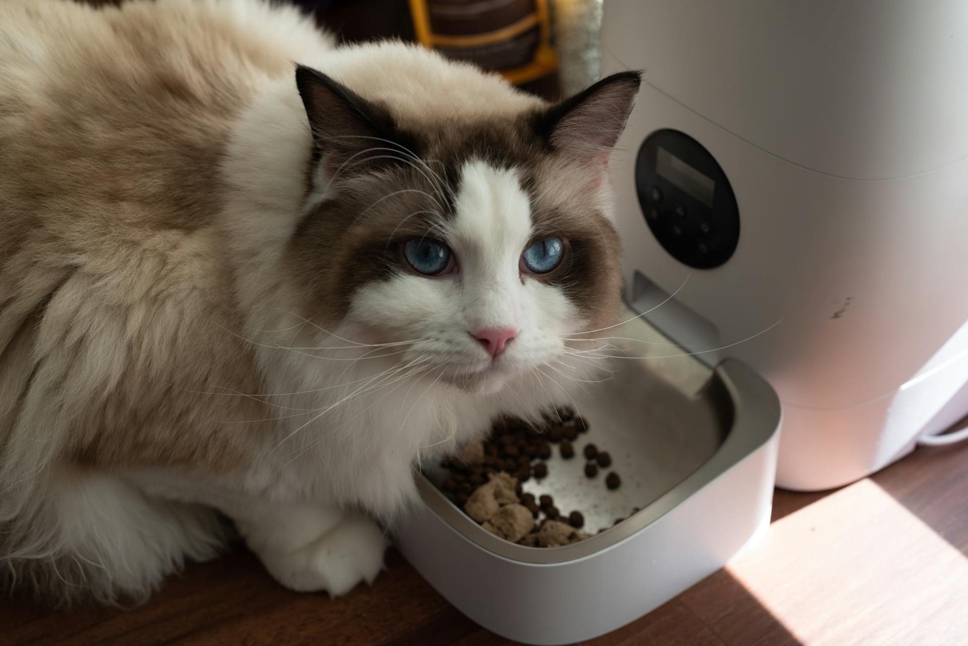 Chat beige aux yeux bleus, assis à côté d’un distributeur de croquettes pour chat