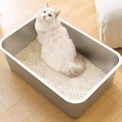 Le chat blanc est accroupi dans le bac pour litière chat