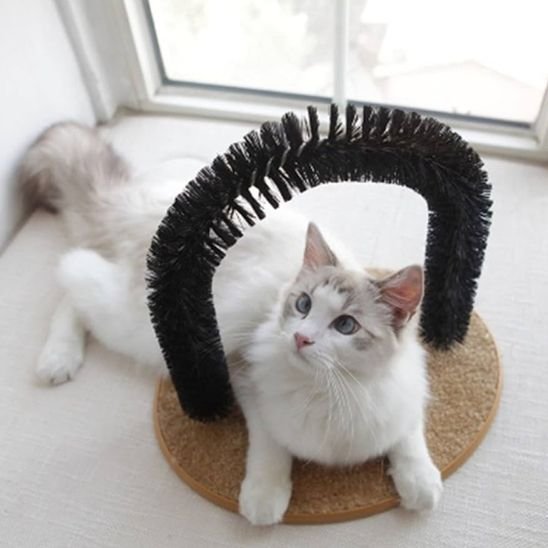 chat blanc allongé sur brosse poil chat
