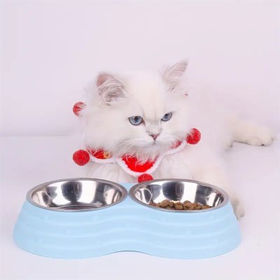 Beau chat blanc au collier rouge, assis à côté d’une gamelle chat bleue pastel