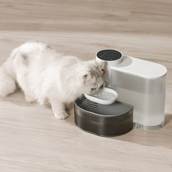 chat blanc bois eau fontaine a eau chat