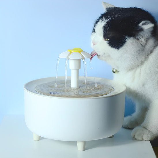 chat blanc noir bois fontaine a eau chat