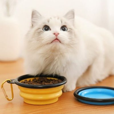 chat blanc prés du Gamelle chat jaune
