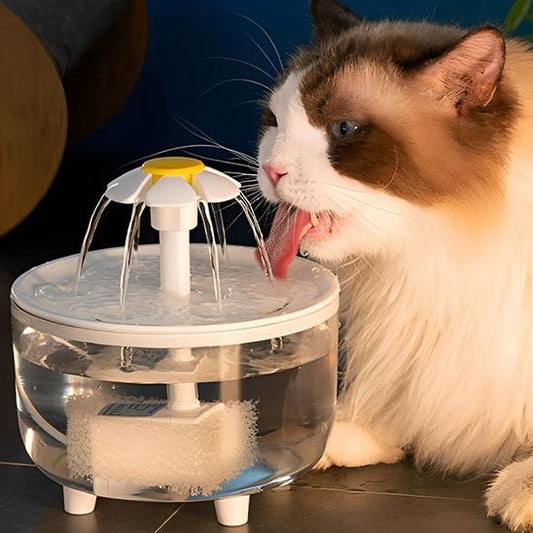 chat bois fontaine a eau chat