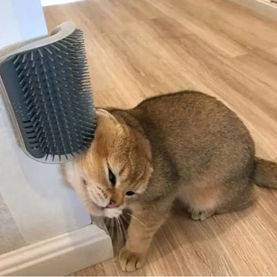 Chat se brossant seul avec une brosse chat