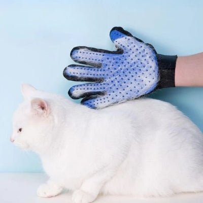 Chat brossé à l’aide d’un gant de toilettage