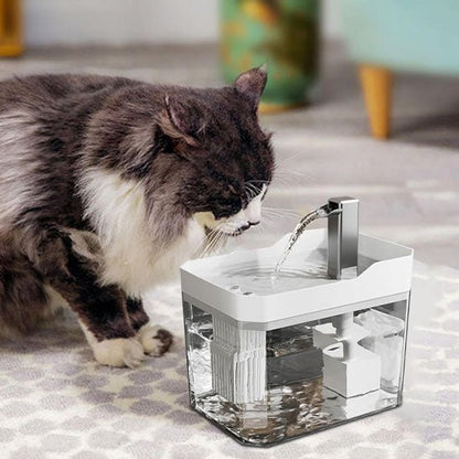 chat brun blanc boit eau fontaine a eau chat blanc