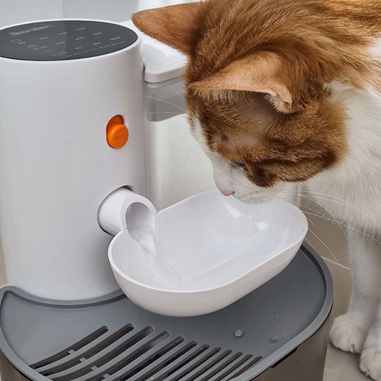 chat brun bois eau fontaine a eau chat
