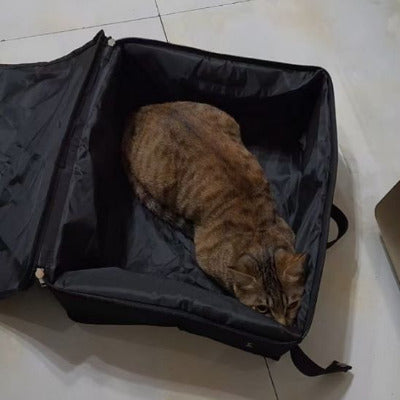 chat brun coucher dans le bac a litiere pour chat