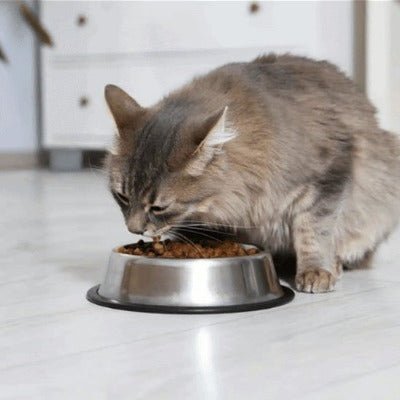 Chat brun mâchant des croquettes dans une gamelle chat.