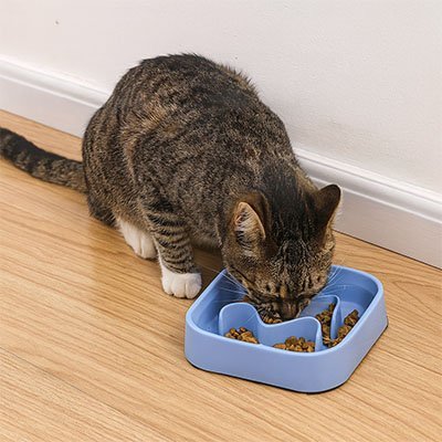 chat brun mangeant repas dans une Gamelle anti glouton bleue