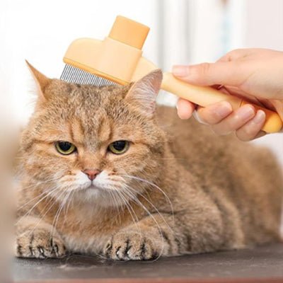 Chat calme pendant le brossage avec une brosse pour chat