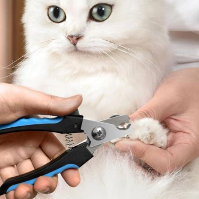 Chat calme pendant la Coupe griffe pour chat