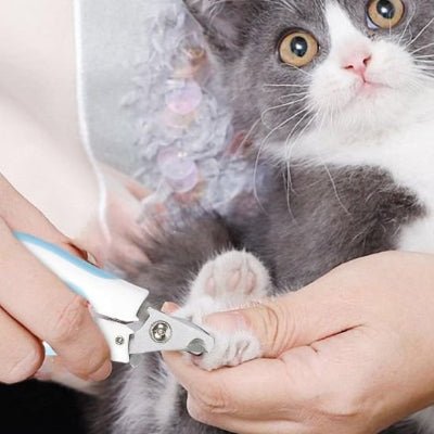 chat calme pendant la coupe ongle pour chat