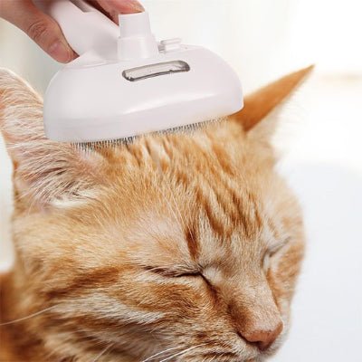 chat calme pendant l’utilisation de la brosse à chat