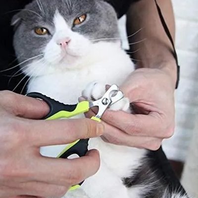 Chat sur les genoux pendant la coupe des griffes avec Coupe griffe Chat