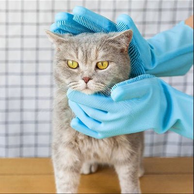Chat debout pendant le brossage au Gant de toilettage