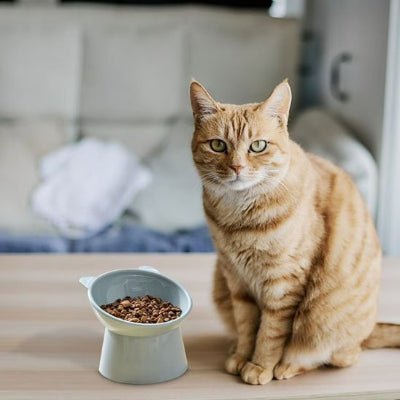 chat debout pres gamelle en hauteur pour chat