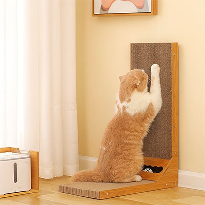 Chat debout utilisant un griffoir chat