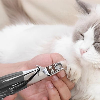 Chat détendu lors de la coupe ongle chat