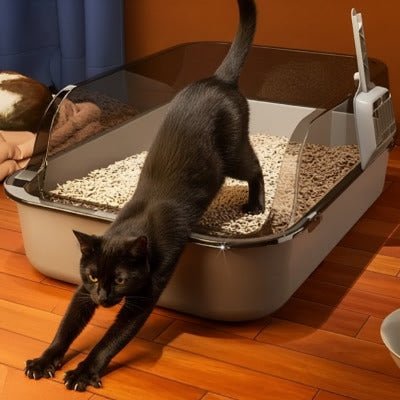 Le chat s’étire à la sortie du bac à litière pour chat