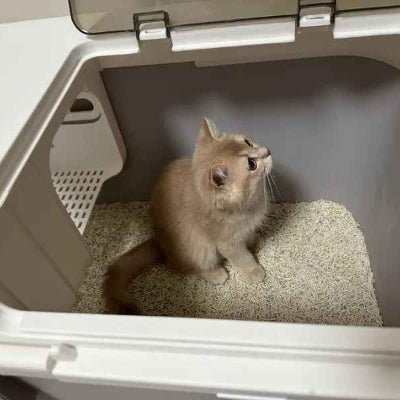 chat fait ses besoin dans le bac a litiere chat 