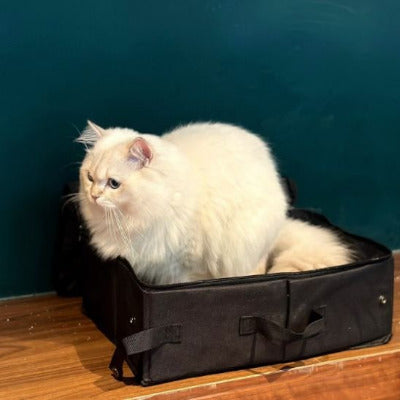 Le chat est en train de faire ses besoins dans le bac a litiere pour chat