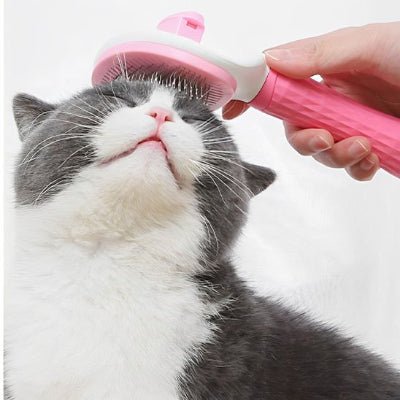 Chat fermant les yeux pendant le brossage avec brosse chat