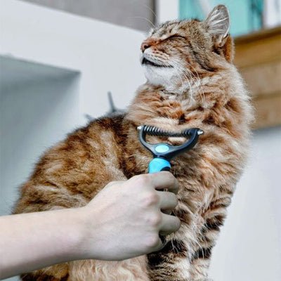 Chat ferme les yeux pendant le brossage avec brosse chat