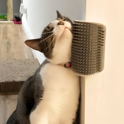 Chat se frottant contre une brosse chat murale