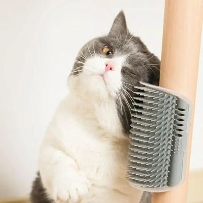 Chat frottant sa tête contre une brosse chat