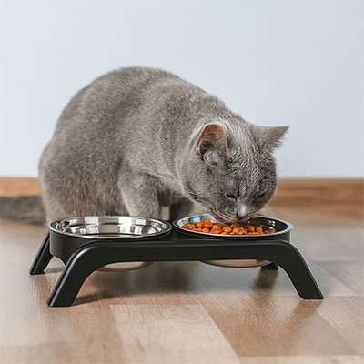 chat gris s'alimente dans une Gamelle chat surélevée