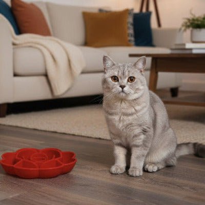 chat gris assis à côté d’une gamelle anti glouton rouge