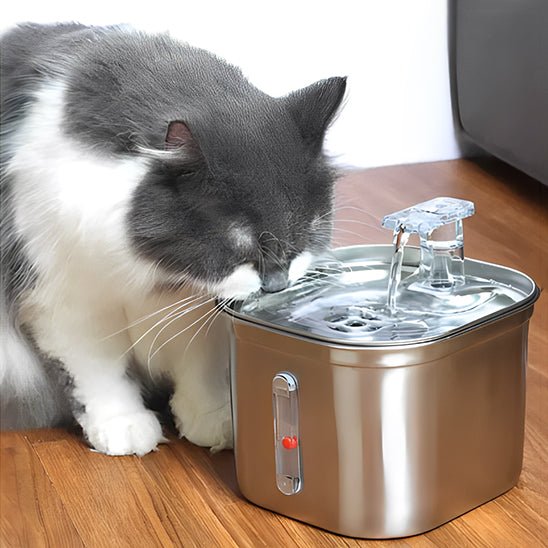 chat gris blanc boit eau robinet fontaine a eau chat inox
